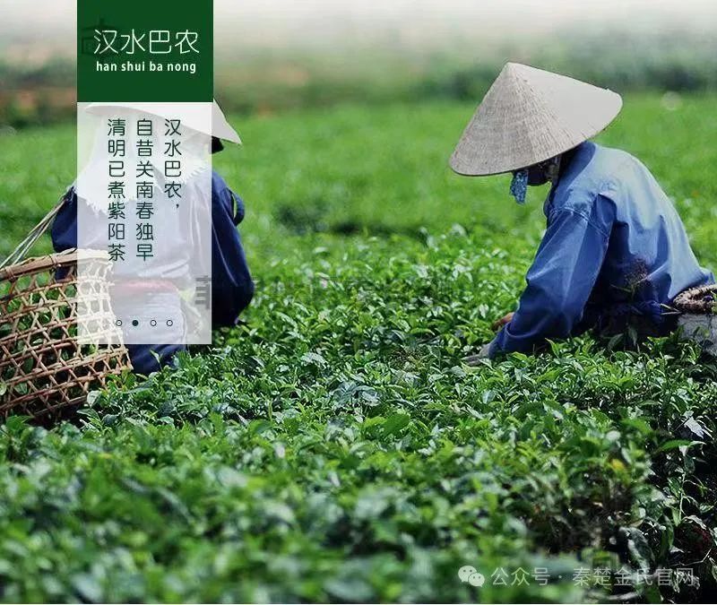 紫阳文化遗产富硒茶