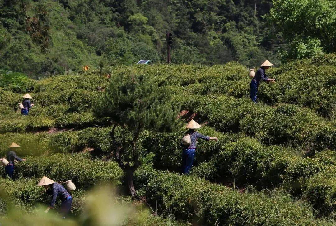 紫阳富硒制茶全过程