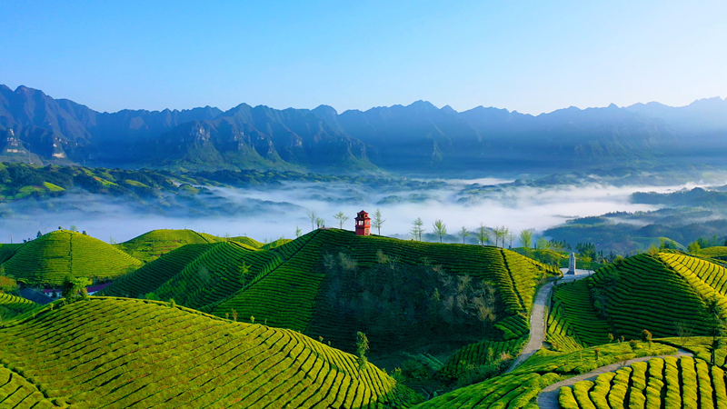 藤茶富硒标准是什么