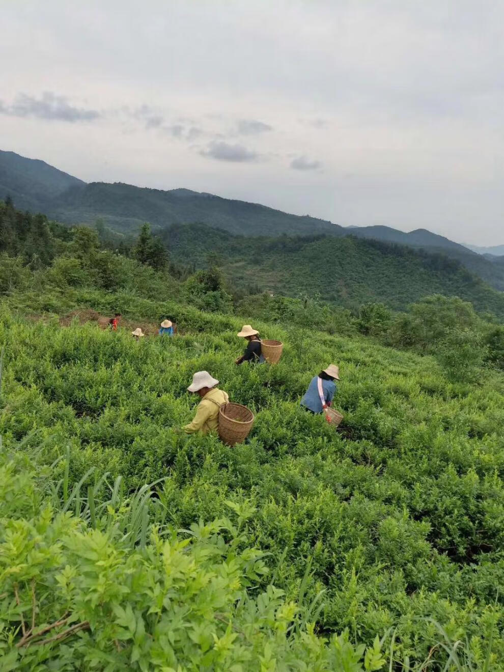 湖南张家界富硒莓茶