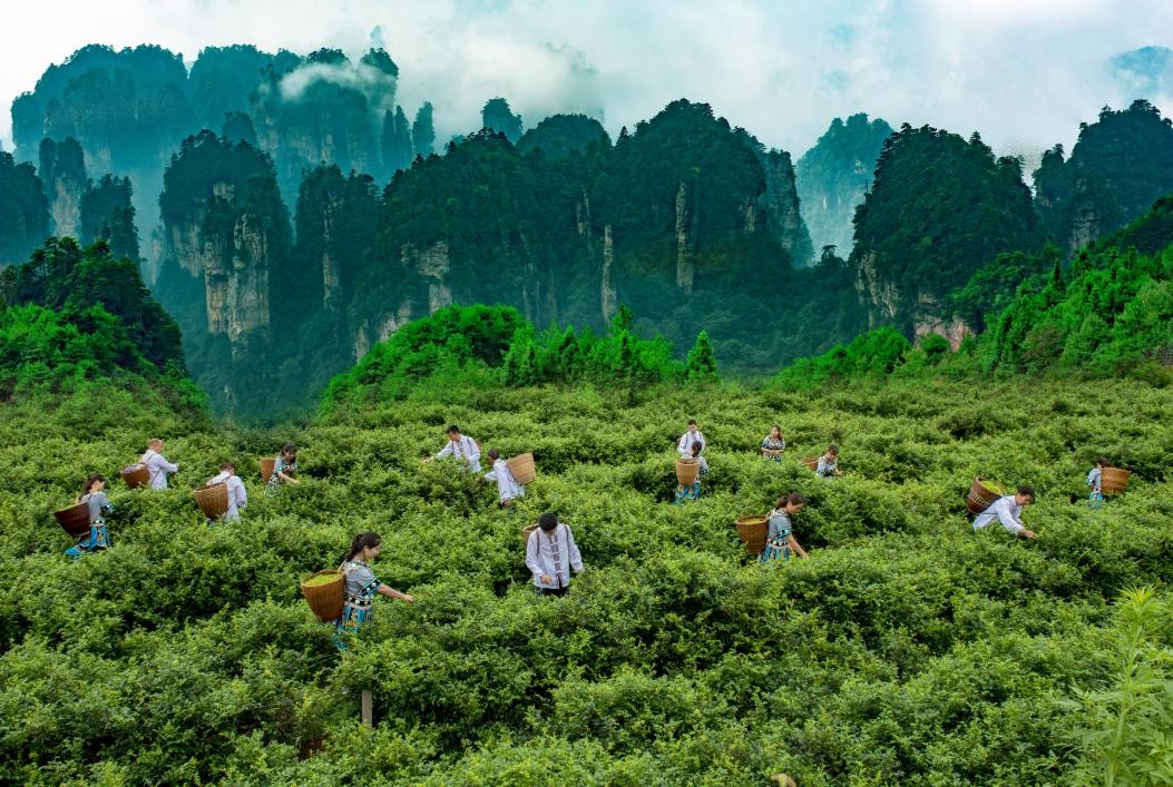 湖南张家界富硒莓茶