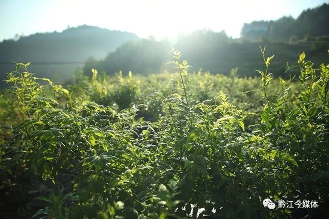 藤益生富硒藤茶直播