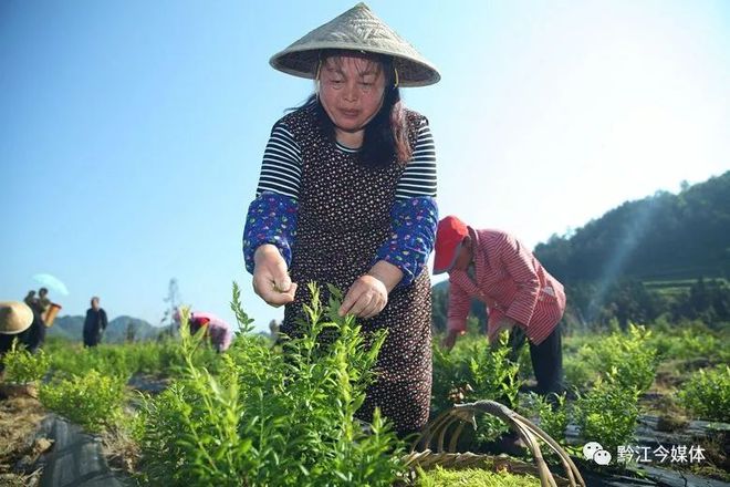 藤益生富硒藤茶直播