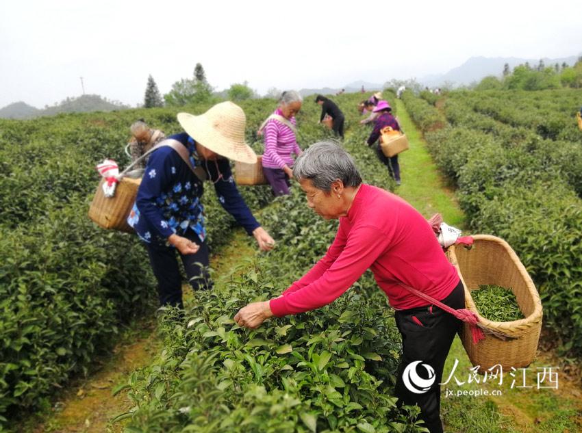 江西万安黄金富硒茶