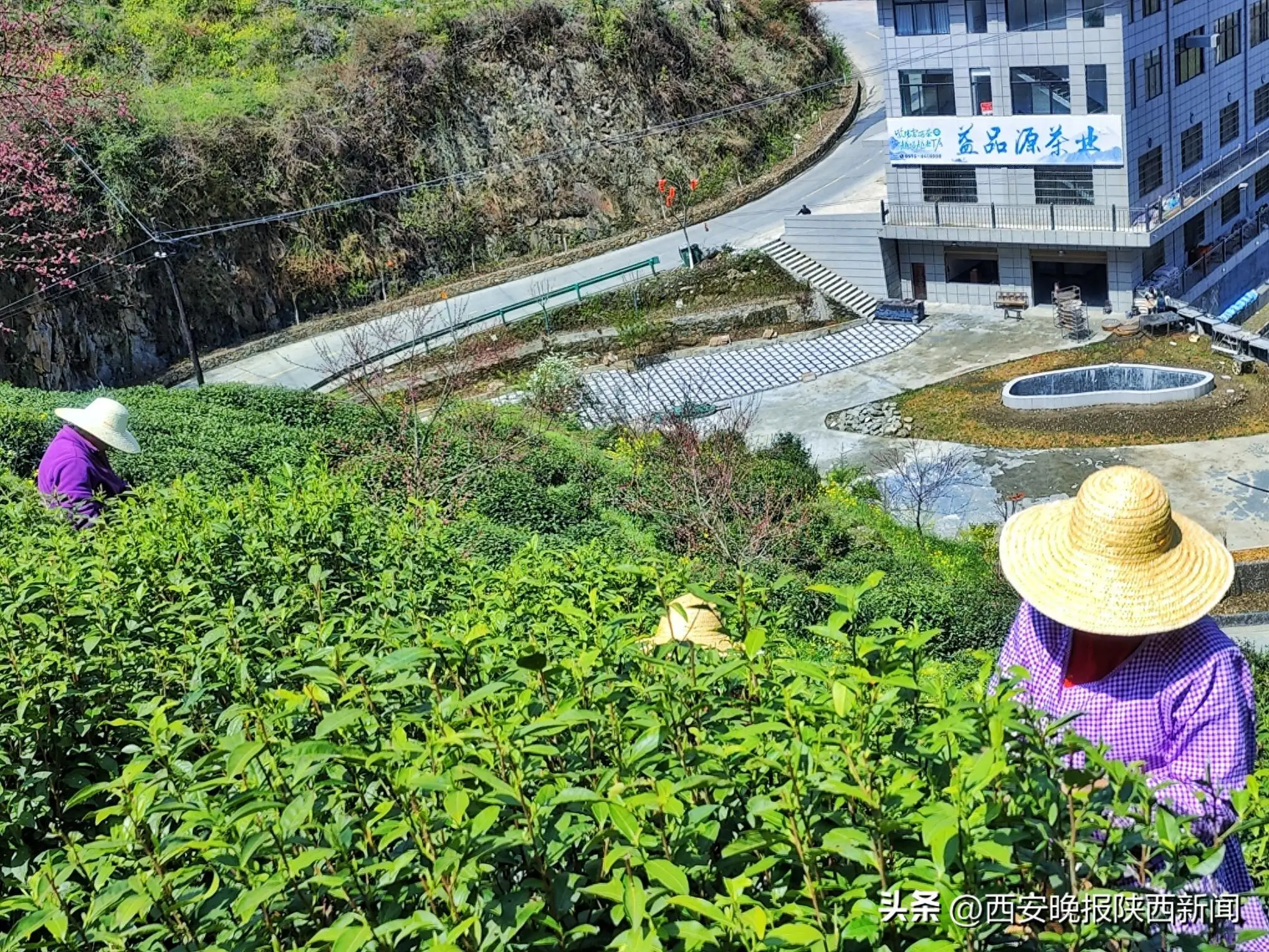 紫阳县富硒茶采摘园