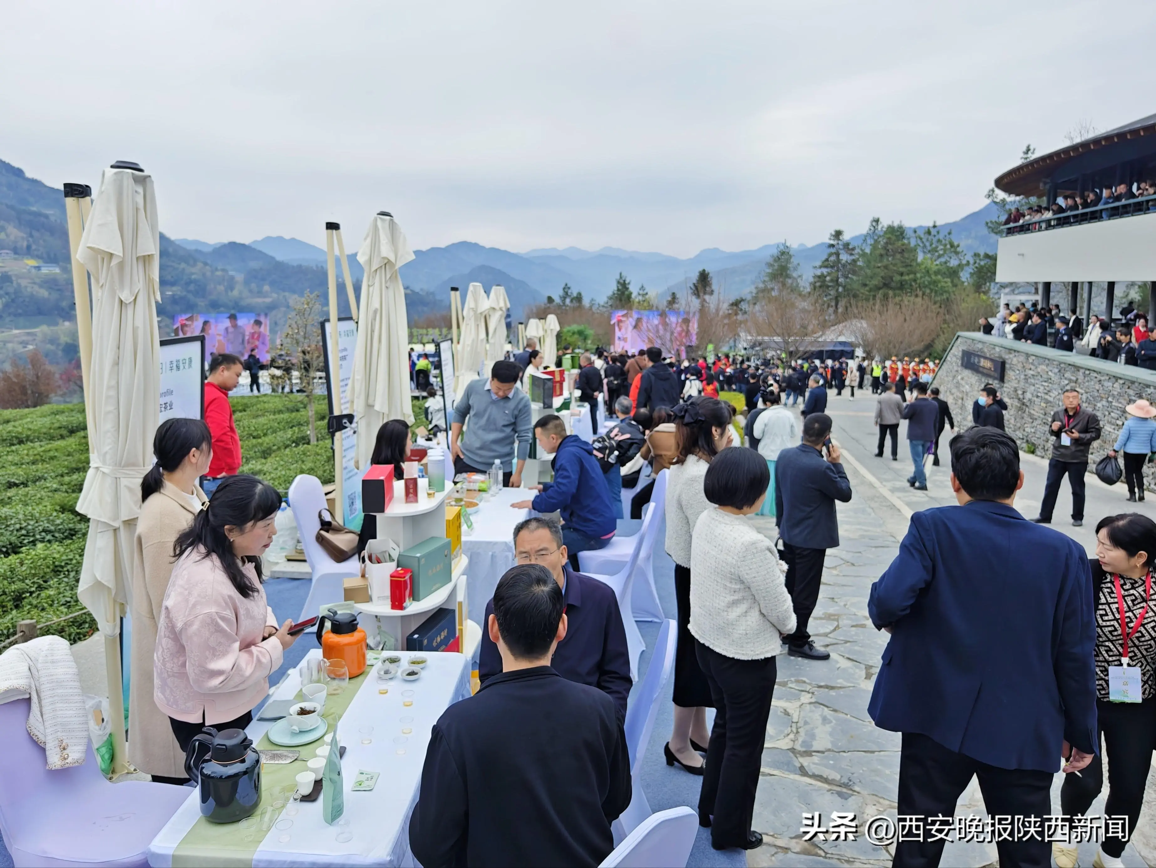 紫阳县富硒茶采摘园