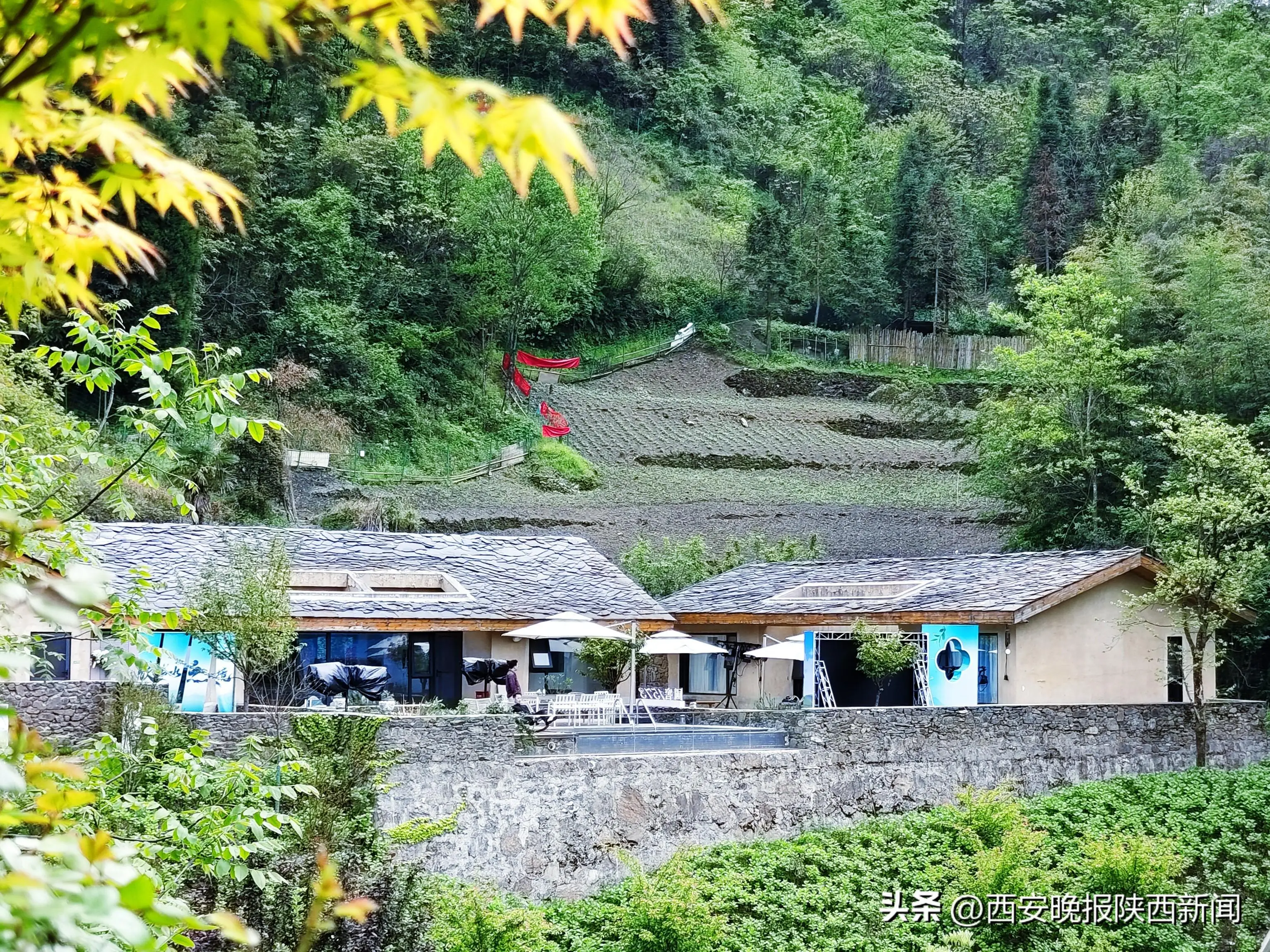 紫阳县富硒茶采摘园