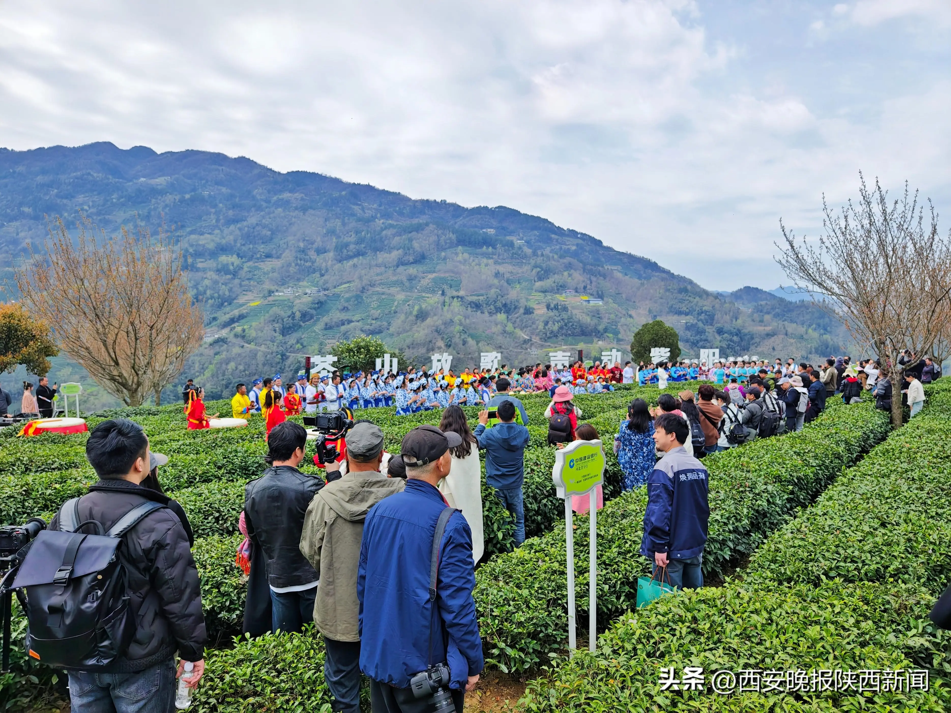 紫阳县富硒茶采摘园