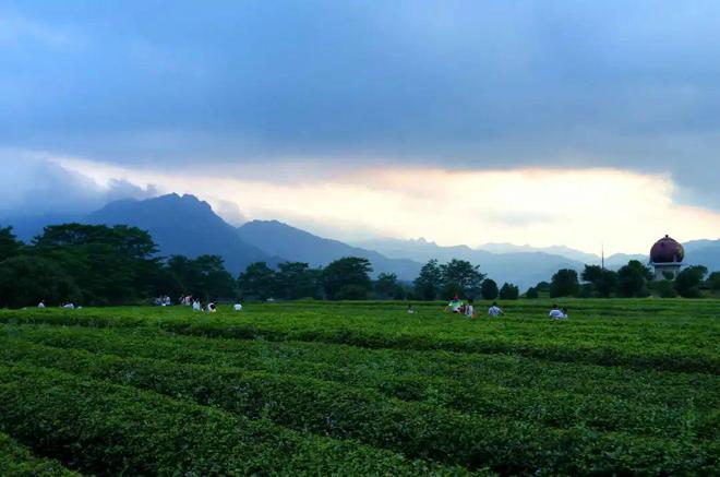 漳州诏安富硒八仙茶