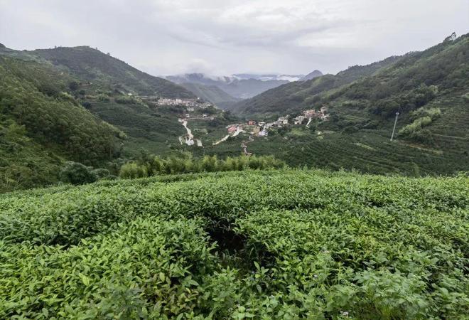 漳州诏安富硒八仙茶