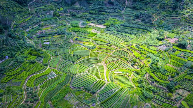 漳州诏安富硒八仙茶