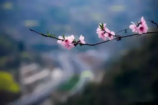 南宫山富硒茶怎么样