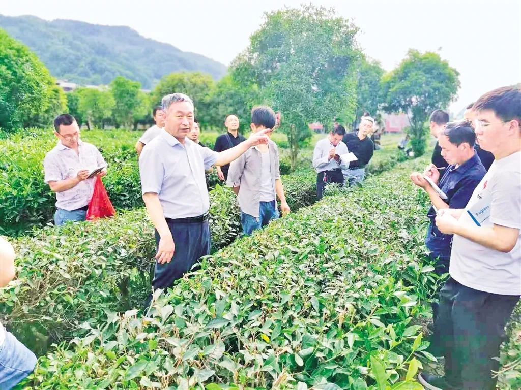 平利县有没有富硒茶