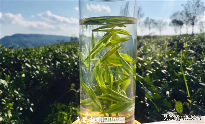 水城富硒茶妙笔生花