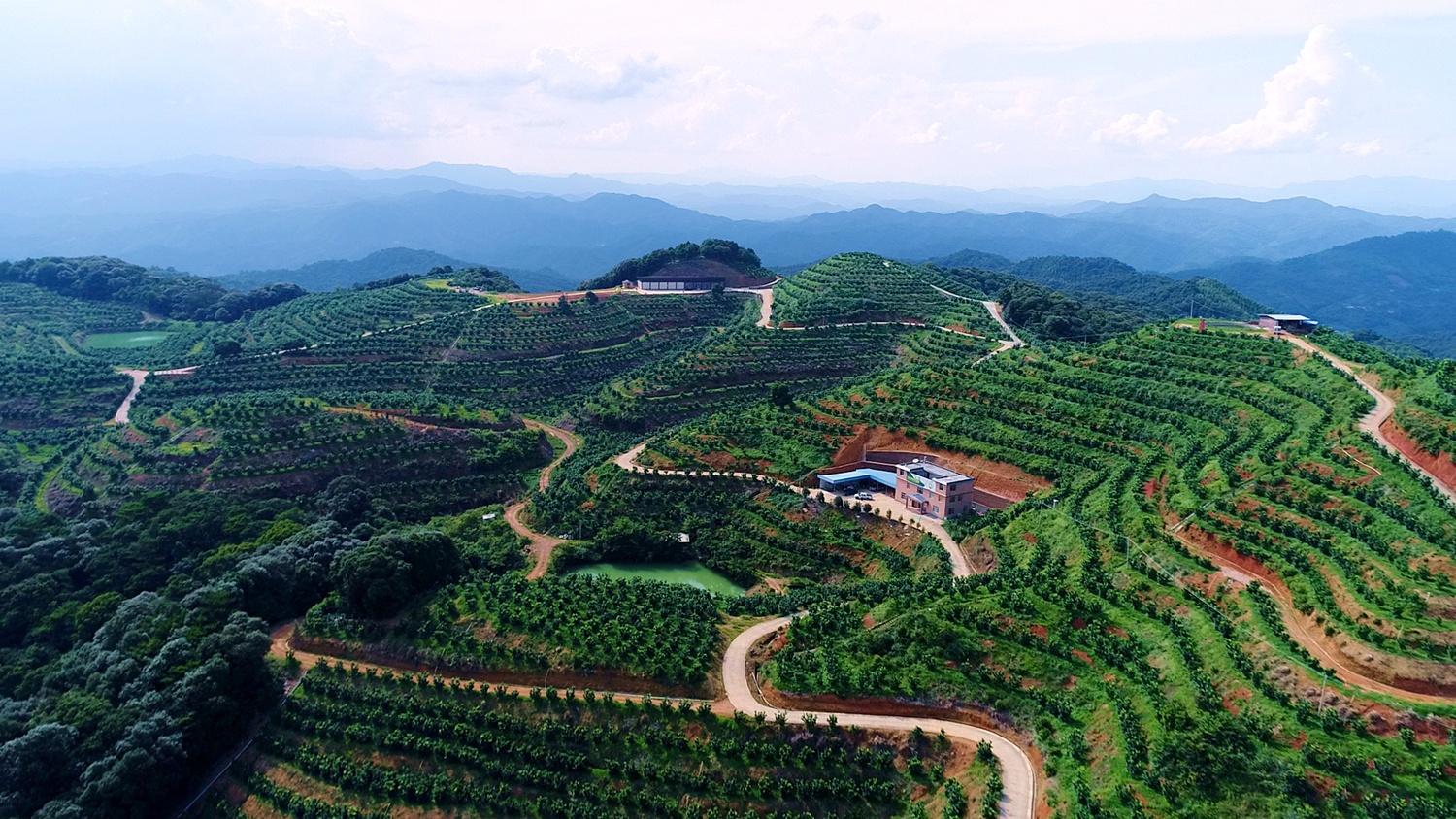 梅州富硒茶基在那里