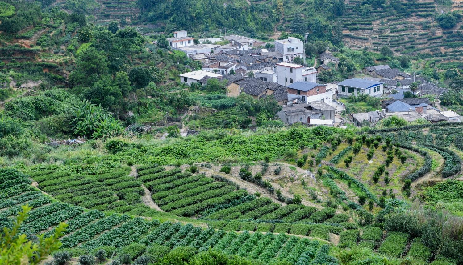 梅州富硒茶基在那里