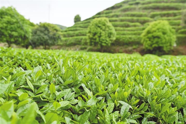 丹寨县马寨茶园春茶生长良好。 杨秀全 摄