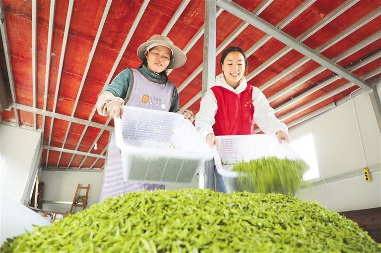 雷山县丹江镇掌排村大坳山茶场，村民分选茶青。 袁小倩 摄