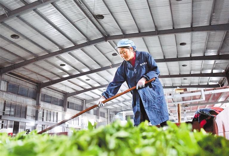 工人在黎平县中潮工业园区亮江茶叶加工生产车间摊晾茶青。 林世祯 摄