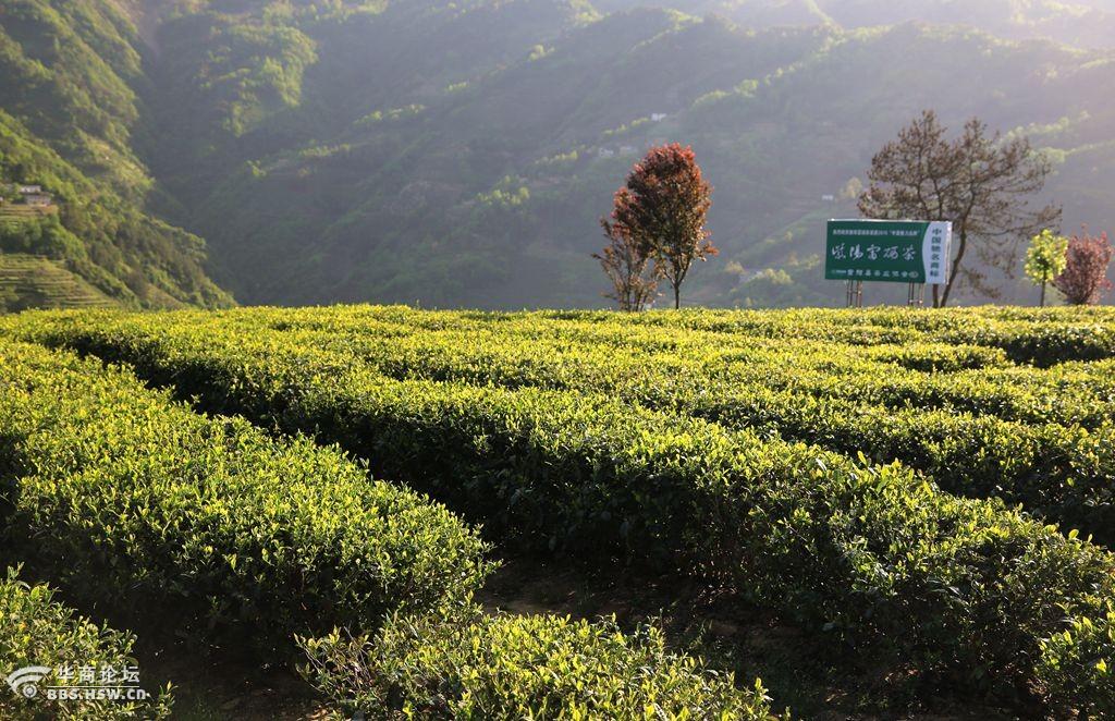 四川富硒茶产业基地