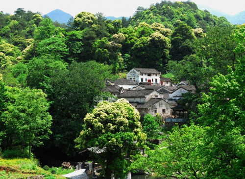 石台县仙寓山富硒茶