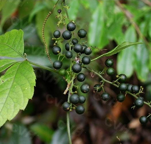 平利富硒茶收购价格