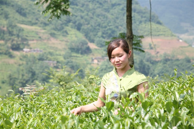 贡茗牌富硒茶价格表