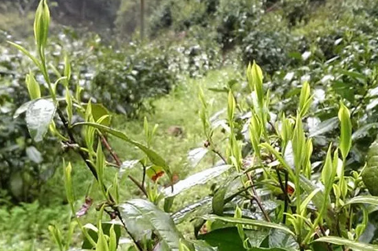 霄坑绿茶好吗，霄坑绿茶档次怎么样？