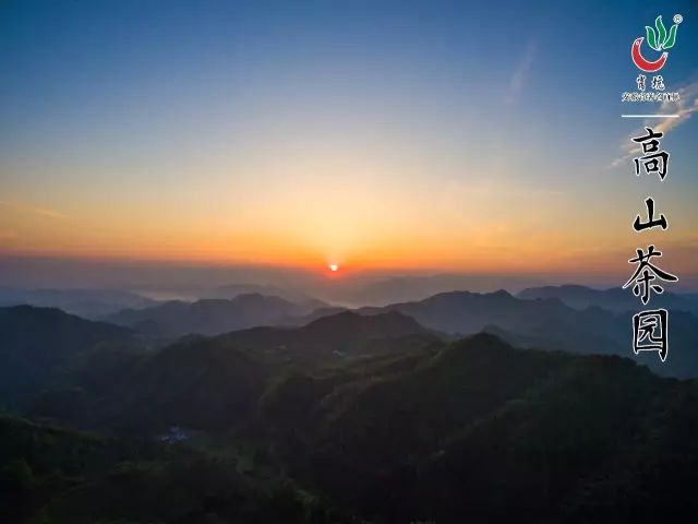 霄坑村富硒茶多少钱