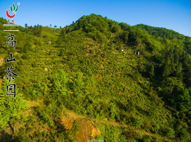 霄坑村富硒茶多少钱