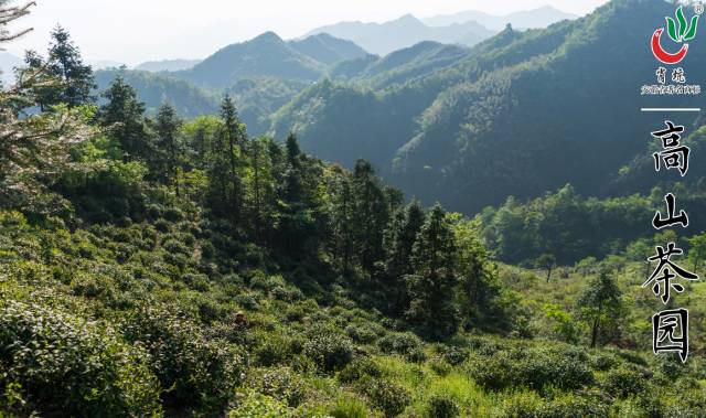 霄坑村富硒茶多少钱