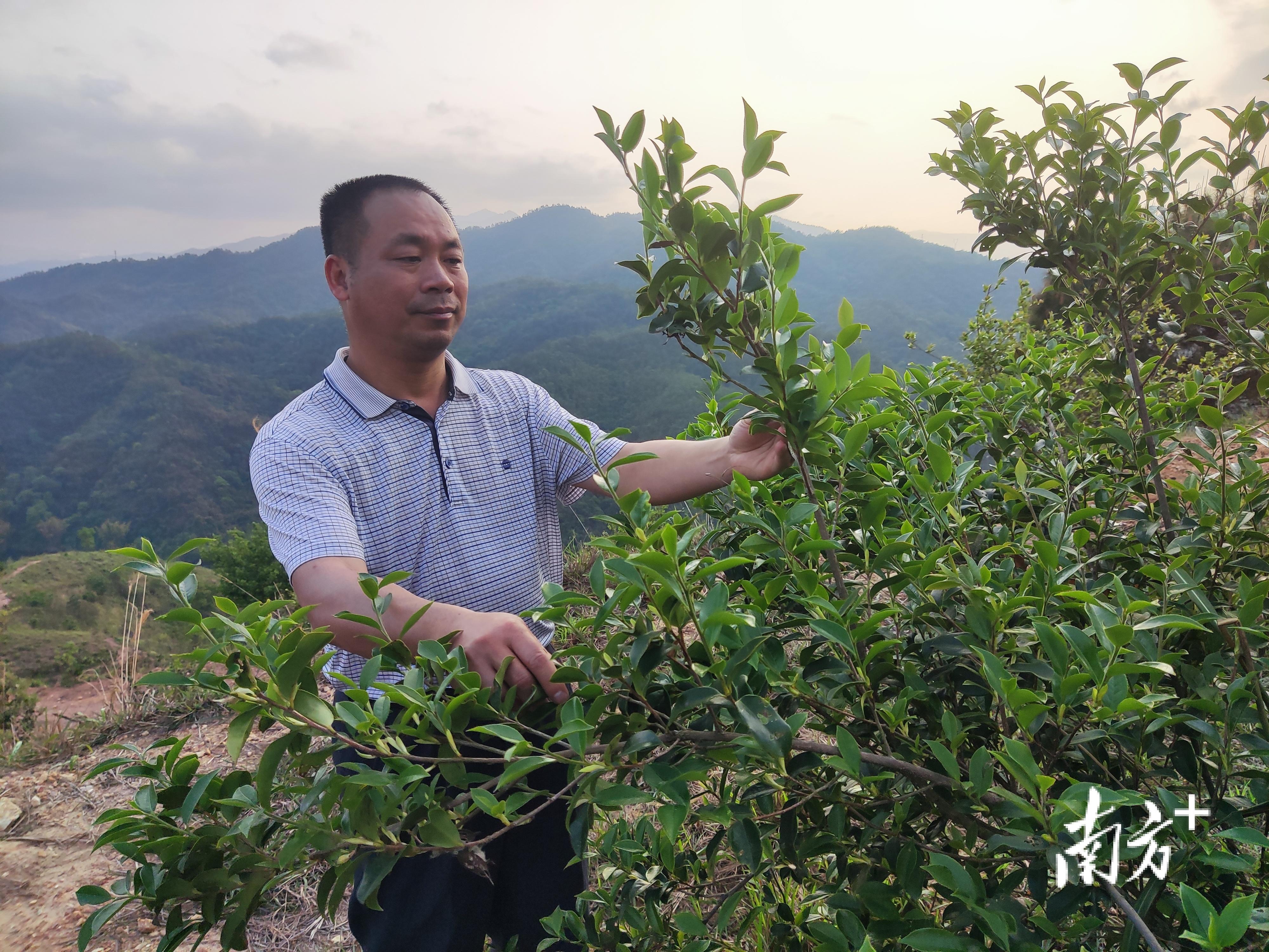 富硒茶籽出油率高吗