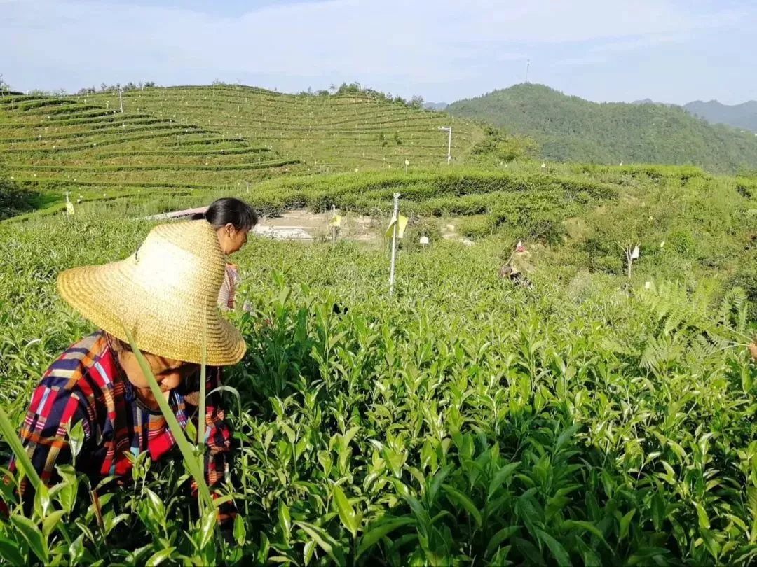 万源富硒茶产业基地