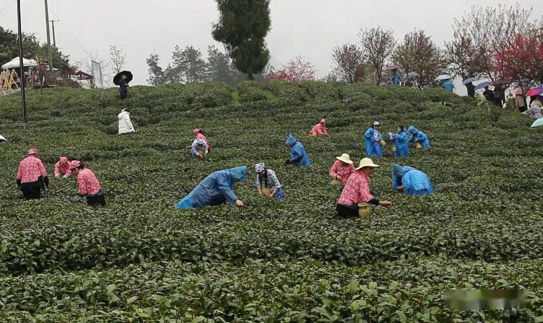 紫阳县向阳镇富硒茶