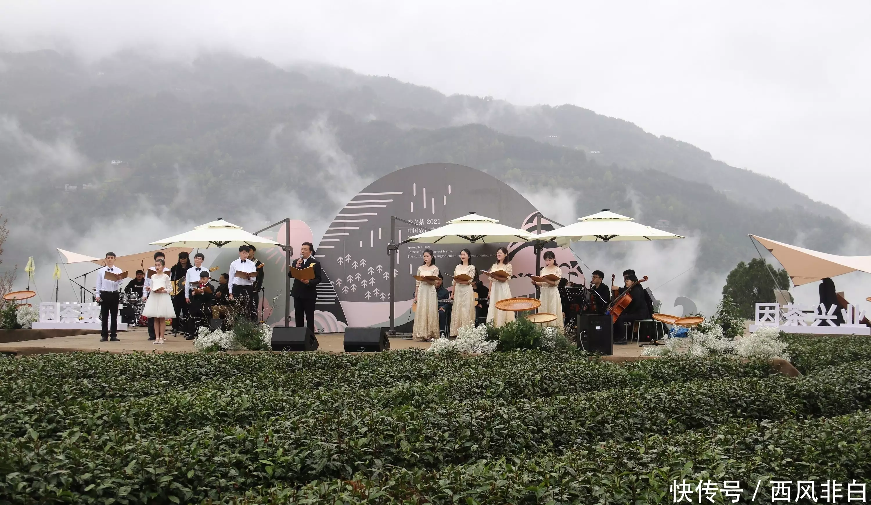 紫阳县向阳镇富硒茶