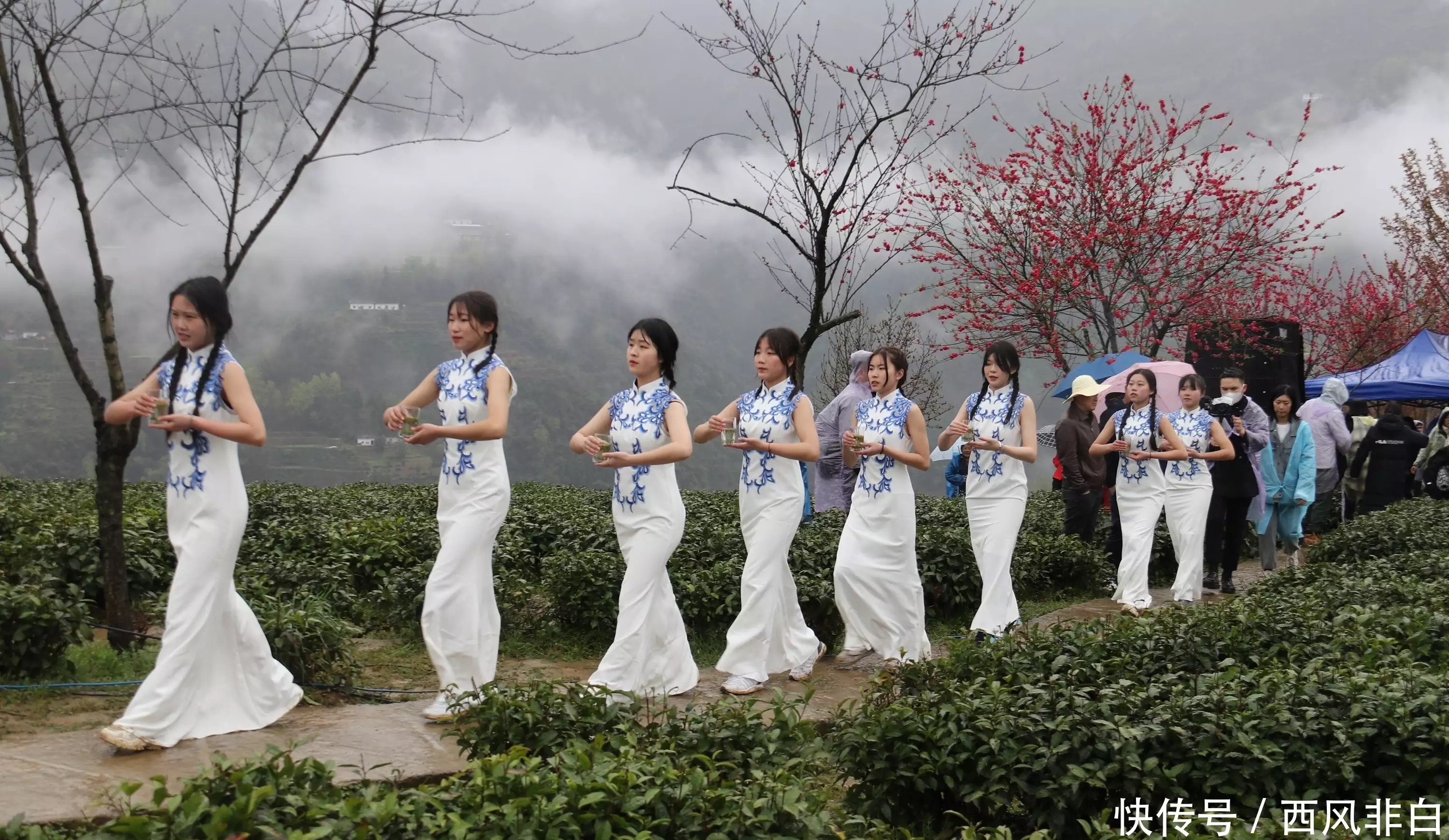 紫阳县向阳镇富硒茶