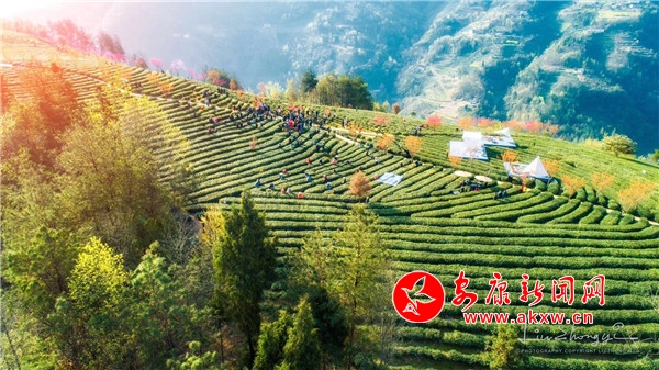 紫阳县向阳镇富硒茶