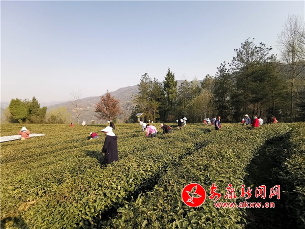 紫阳县向阳镇富硒茶