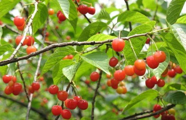 六枝特区郎岱富硒茶