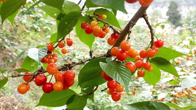 六枝特区郎岱富硒茶