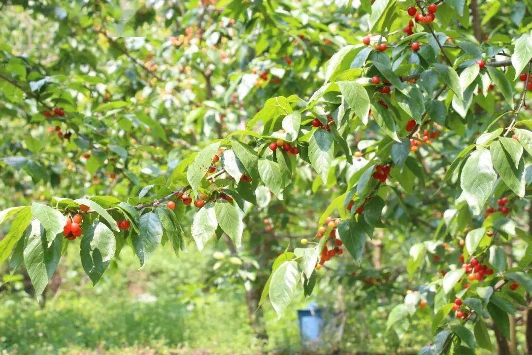 六枝特区郎岱富硒茶