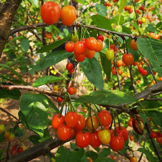 六枝特区郎岱富硒茶