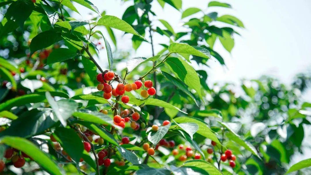 六枝特区郎岱富硒茶