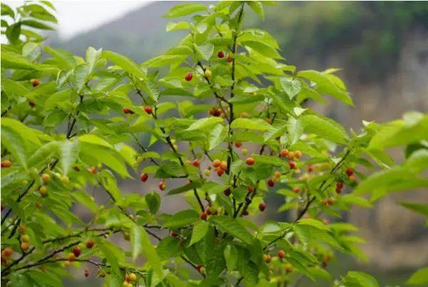 六枝特区郎岱富硒茶