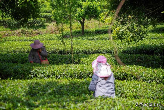 恩施富硒茶第一品牌