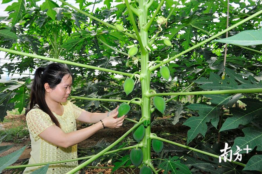 富硒大米可以泡茶吗