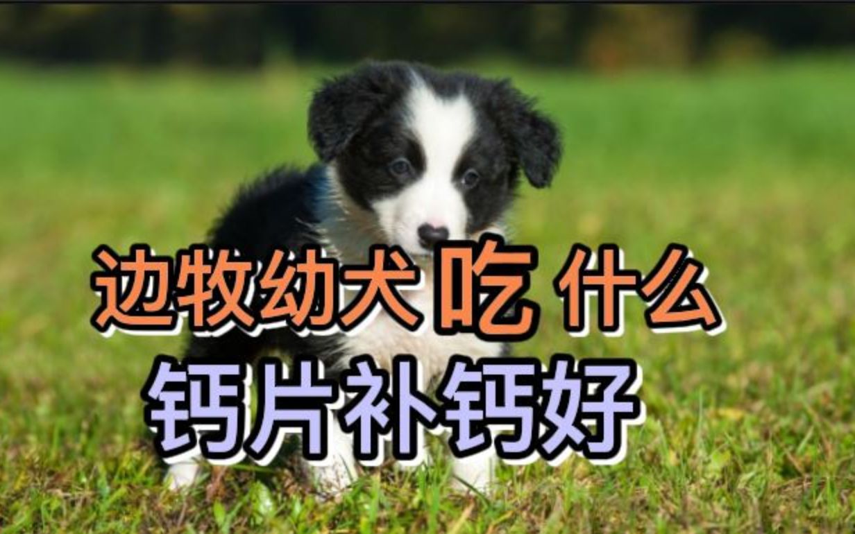 狗狗补钙吃什么好