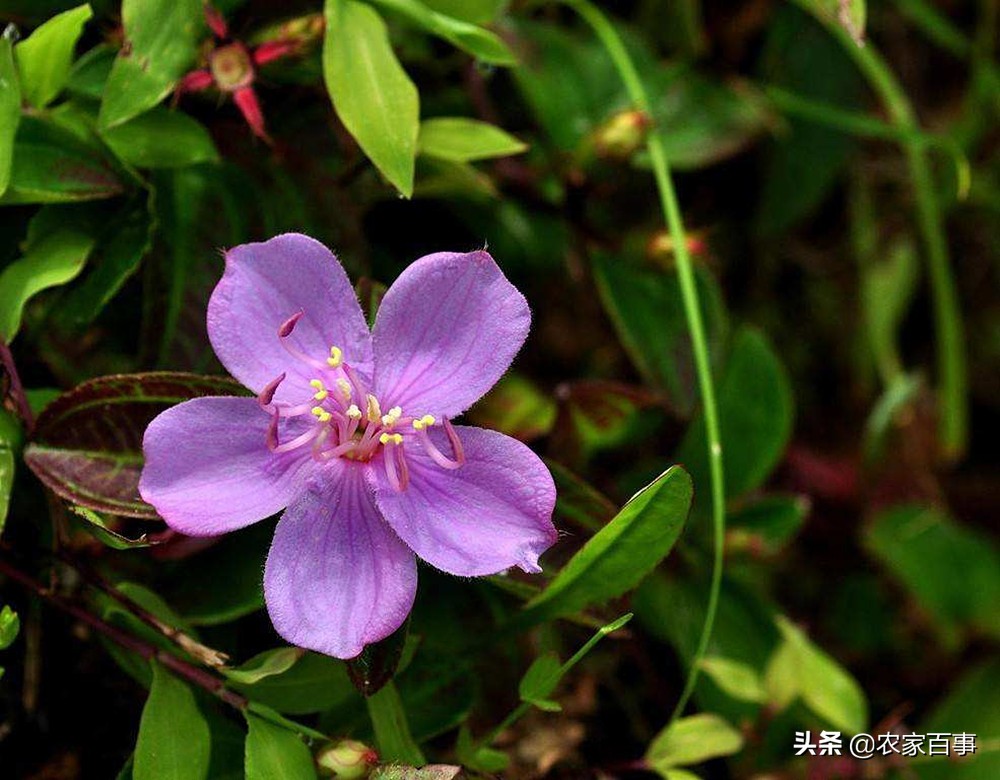 什么青菜补钙