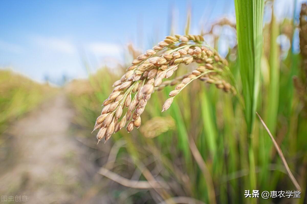 富硒大米的收购价格