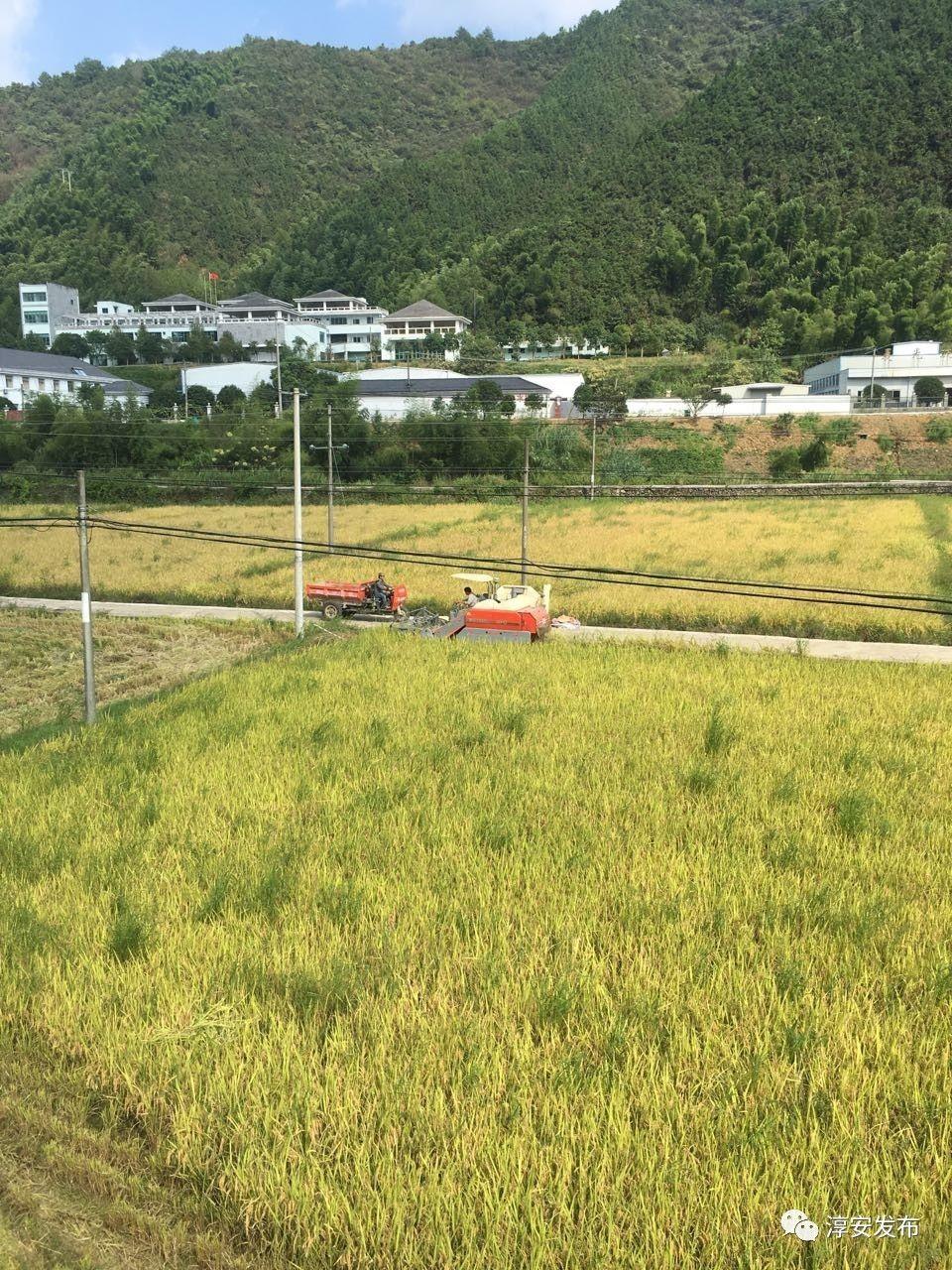 千岛湖富硒大米价格